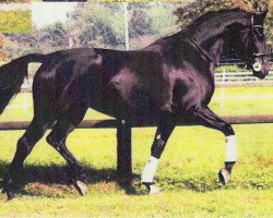 dressage horse Samba (Westphalian, 2007, from Sandro Bedo)