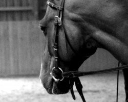 horse Rio (Trakehner, 1999, from Abdullah)