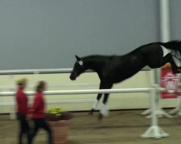 dressage horse Stepman (Westphalian, 2009, from Schumacher)
