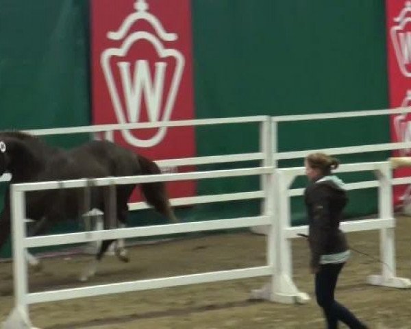 Dressurpferd Hengst von Sir Donnerhall I (Westfale, 2009, von Sir Donnerhall I)