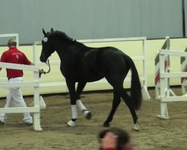 dressage horse Esprit (Royal Warmblood Studbook of the Netherlands (KWPN), 2009, from Glock's Johnson Tn)