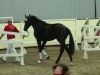 dressage horse Esprit (KWPN (Royal Dutch Sporthorse), 2009, from Glock's Johnson Tn)