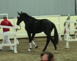 dressage horse Esprit (KWPN (Royal Dutch Sporthorse), 2009, from Glock's Johnson Tn)