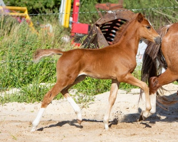 Dressurpferd Lykke MR (Deutsches Reitpony, 2022, von Venustas Cool Edition)