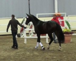 dressage horse Hengst von Scolari (Hanoverian, 2009, from Scolari)