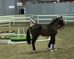 dressage horse Sir Antonio 2 (Westphalian, 2009, from Schumacher)