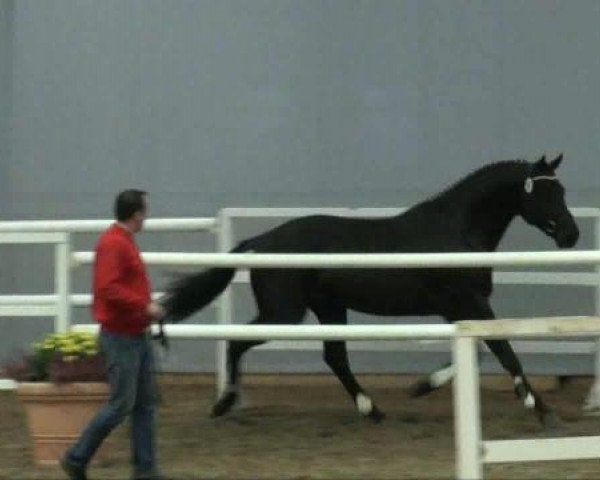 Springpferd Empire Vinckenburg (KWPN (Niederländisches Warmblut), 2009, von Diarado)