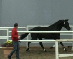 jumper Empire Vinckenburg (KWPN (Royal Dutch Sporthorse), 2009, from Diarado)