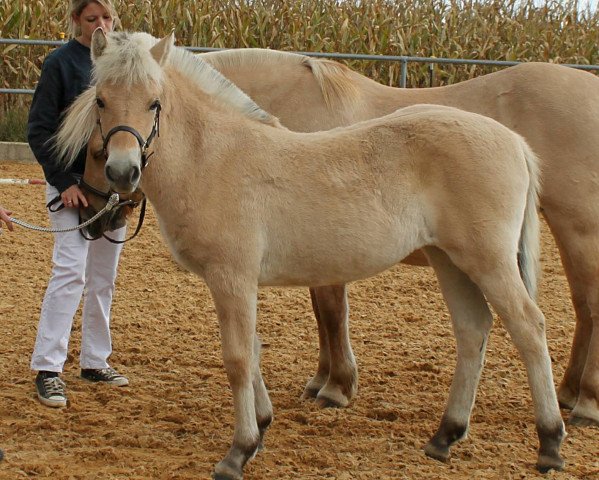 Pferd Soraya (Fjordpferd, 2016, von Finfin N.2601)