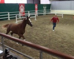 jumper Empory (KWPN (Royal Dutch Sporthorse), 2009, from Casinos)