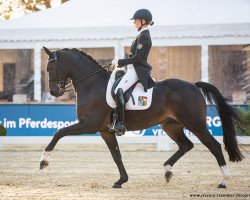 dressage horse Fiderstern 3 (Bavarian, 2007, from Fidertanz)