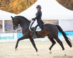 stallion Flashback 8 (Swiss Warmblood, 2013, from Franziskus FRH)