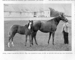 broodmare Brisk xx (Thoroughbred, 1891, from Galopin xx)