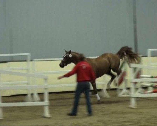 dressage horse Elvis Presley MVDL (KWPN (Royal Dutch Sporthorse), 2009, from de Chirico)