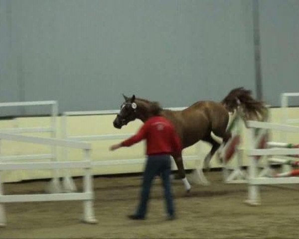 dressage horse Elvis (KWPN (Royal Dutch Sporthorse), 2009, from de Chirico)