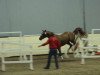 dressage horse Elvis (KWPN (Royal Dutch Sporthorse), 2009, from de Chirico)