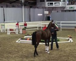 dressage horse Spielbanker (Oldenburg, 2009, from Spielberg)