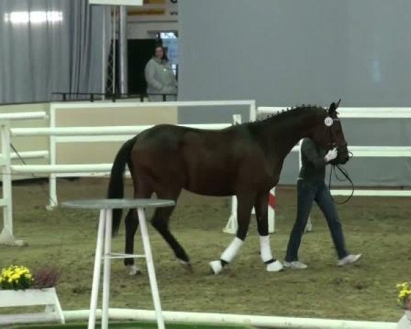 horse Lavinius 5 (Trakehner, 2009, from Domhardt)