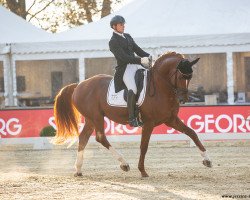 dressage horse Feuertanz 21 (German Sport Horse, 2013, from Fürstenstern 3)