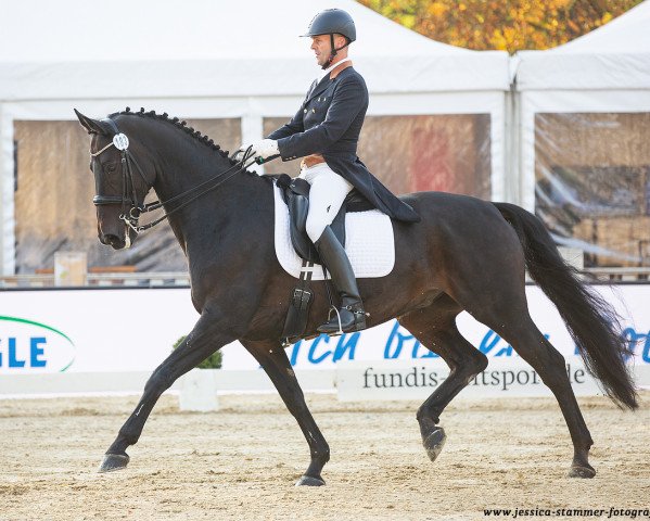 dressage horse Loriston (Hanoverian, 2007, from Londonderry)