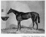 stallion Andover xx (Thoroughbred, 1851, from Bay Middleton xx)