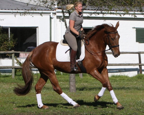 Zuchtstute Neuland Lafayette (Südafrikanisches Warmblut, 2007, von Font Barbados)