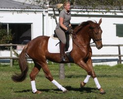 broodmare Neuland Lafayette (South African Warmblood, 2007, from Font Barbados)