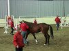 jumper Vermont (Hanoverian, 2009, from Valentino)