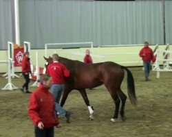 jumper Vermont (Hanoverian, 2009, from Valentino)