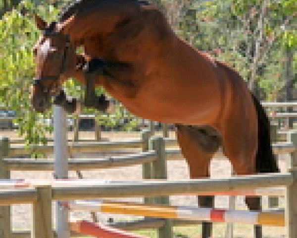 stallion Rivendell Sirandipity (Zangersheide riding horse, 2008, from Sir Shutterfly)
