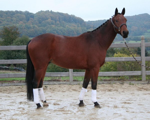 dressage horse Wellino (Hanoverian, 2008, from Weltmeyer)