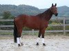 dressage horse Wellino (Hanoverian, 2008, from Weltmeyer)