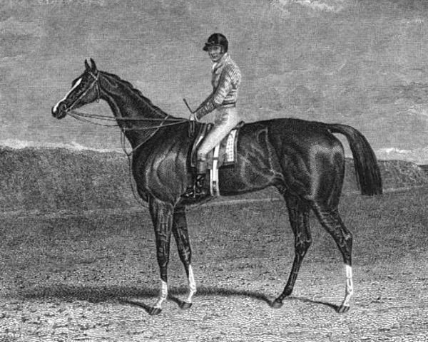 stallion Beiram xx (Thoroughbred, 1829, from Sultan xx)
