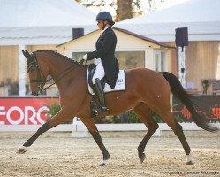 dressage horse Latifa 11 (Württemberger, 2012, from Lingh)