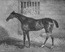 broodmare Gulnare xx (Thoroughbred, 1824, from Smolensko xx)