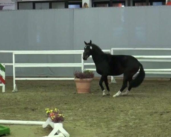 dressage horse Hengst von Basic (Westphalian, 2009, from Basic)