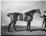 stallion Sir Harry xx (Thoroughbred, 1795, from Sir Peter Teazle xx)