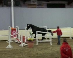 dressage horse Sambuca 63 (Westphalian, 2009, from Sir Donnerhall I)