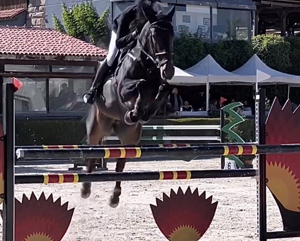 jumper Cassis de Toxandria (Zangersheide riding horse, 2014, from Carlow van de Helle)