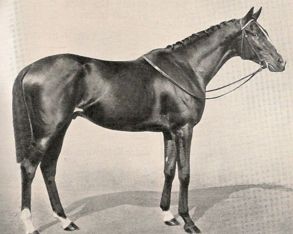 stallion Clairvoyant xx (Thoroughbred, 1934, from Mon Talisman xx)