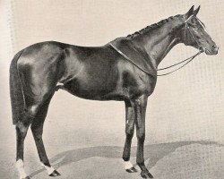 stallion Clairvoyant xx (Thoroughbred, 1934, from Mon Talisman xx)