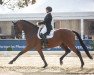 dressage horse Darjeeling 14 (Hanoverian, 2013, from Don Darius)