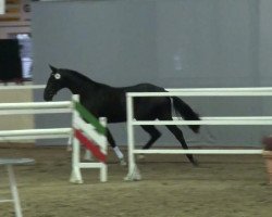 dressage horse Hengst von San Amour (Westphalian, 2009, from San Amour I)