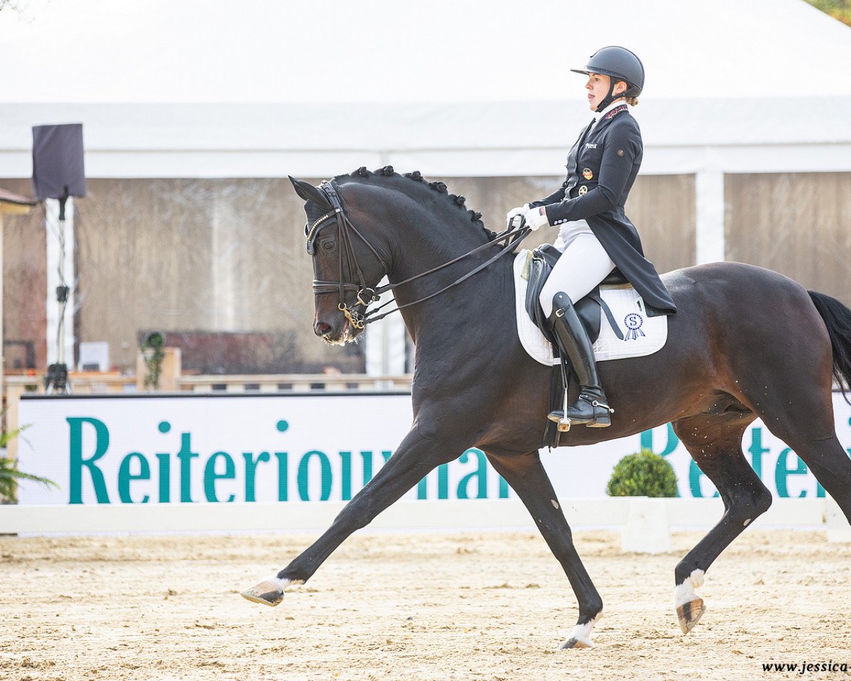 stallion For Romance II (Oldenburg, 2013, from Fürst Romancier)