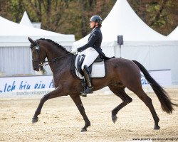 dressage horse Floyd D.E. (KWPN (Royal Dutch Sporthorse), 2010, from Wynton)