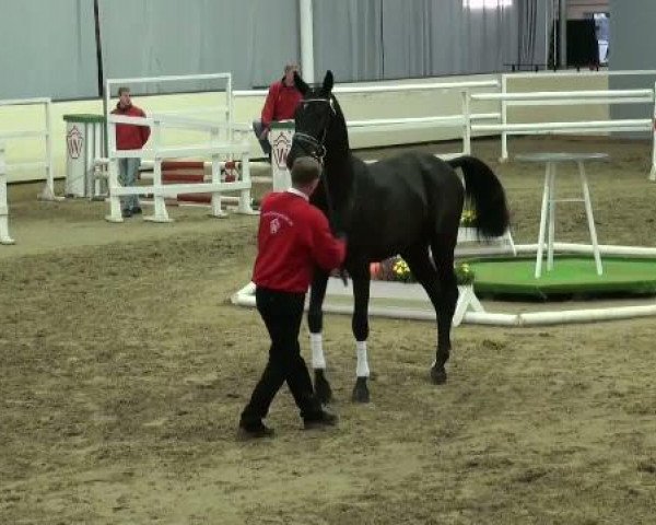 dressage horse San Jose (Westphalian, 2009, from San Amour I)