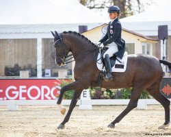 dressage horse DSP Spectre (German Sport Horse, 2014, from Sezuan)