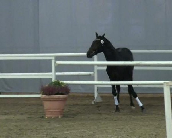 Pferd Hengst von Laudabilis (Westfale, 2009, von Laudabilis)