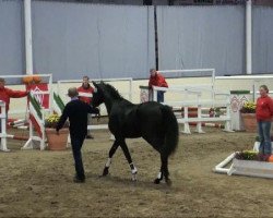 dressage horse Fantastic Man (Westphalian, 2009, from Fleury)