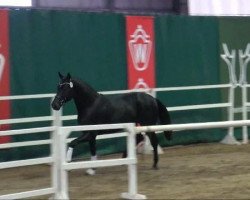 dressage horse Feiner Lord (Westphalian, 2009, from Feiner Bedo)